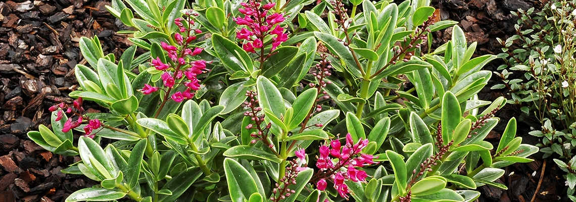 Hebe brev banner.jpg